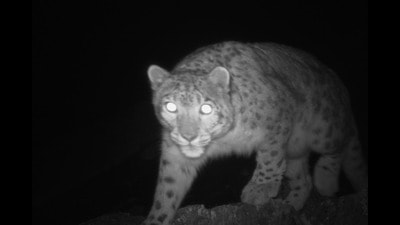 An adult leopard has been identified from pictures captured using infrared camera traps, in early October, in the upper Baltal-Zojila axis at a height of 3500-3800 metres above sea level. (HT Photo) An adult leopard has been identified from pictures captured using infrared camera traps, in early October, in the upper Baltal-Zojila axis at a height of 3500-3800 metres above sea level. (HT Photo)