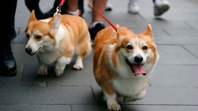 Dogs with bone cancer can be treated using 'click' chemistry, says new study (AP) Dogs with bone cancer can be treated using 'click' chemistry, says new study (AP)