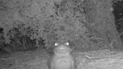 The image shows the psychedelic Sonoran desert toad. (Facebook/@National Park Service)