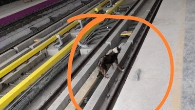In Bengaluru, stray dog gets struck on middle of Metro track, rescued