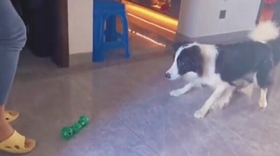 The image, taken from the viral Twitter video, shows the dog’s ‘goalkeeping’ skills. (Twitter/@Yoda4ever)