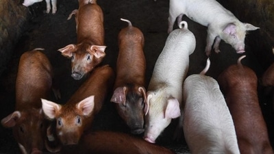 85 pigs die of African swine fever in fortnight in Madhya Pradesh's Katni 85 pigs die of African swine fever in fortnight in Madhya Pradesh's Katni