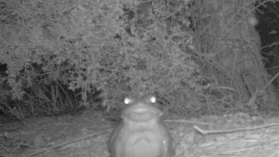 The image shows the psychedelic Sonoran desert toad.(Facebook/@National Park Service)