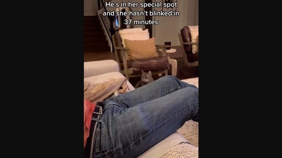 The image, taken from the Instagram video, shows the cat staring at the human. (Instagram/@roro.catcat)