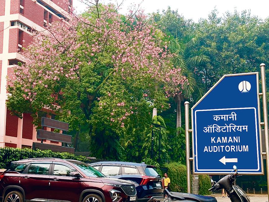 One magnificent floss-silk is strutting right beside the Kamani auditorium in Mandi House. One magnificent floss-silk is strutting right beside the Kamani auditorium in Mandi House.