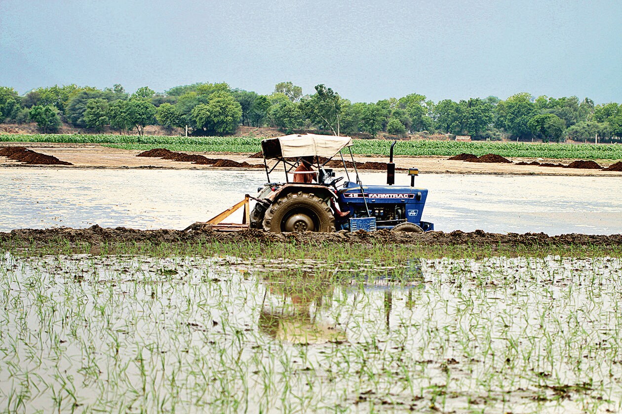 This kharif season, paddy was sown on 3.8 million hectares across the state, officials added. (Sanjeev Kumar/HT Photo) (HT_PRINT) This kharif season, paddy was sown on 3.8 million hectares across the state, officials added. (Sanjeev Kumar/HT Photo) (HT_PRINT)