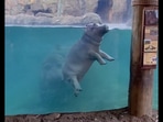 Hippo tries to perform barrel roll.(Twitter/@CincinnatiZoo) Hippo tries to perform barrel roll.(Twitter/@CincinnatiZoo)