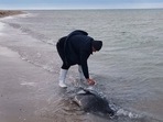 Experts say there are now about 68,000 Caspian seals, down from more than one million in the early 20th century.(AFP) Experts say there are now about 68,000 Caspian seals, down from more than one million in the early 20th century.(AFP)