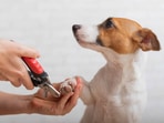 Pet care: Top tips for trimming your dog's nails(istockphoto) Pet care: Top tips for trimming your dog's nails(istockphoto)