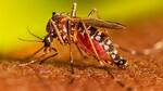 Amid dengue surge, Prayagraj blood banks offer blood sans donors (file) Amid dengue surge, Prayagraj blood banks offer blood sans donors (file)