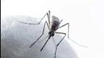 Panchkula has been seeing an unexpected rise in Chikungunya cases with the district adding 100 new infections in just 10 days to its tally, which reached 117 on Tuesday. (Image for representational purpose) Panchkula has been seeing an unexpected rise in Chikungunya cases with the district adding 100 new infections in just 10 days to its tally, which reached 117 on Tuesday. (Image for representational purpose)