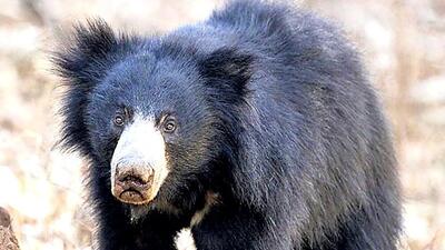 A sloth bear. (HT File Photo)
