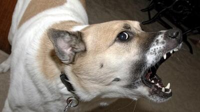 A local non-government organisation (NGO) on Wednesday offered to treat three ferocious dogs, responsible for biting several residents of Pancham Society in Sector 68 in Mohali. (Getty Images/iStockphoto for representational purpose) A local non-government organisation (NGO) on Wednesday offered to treat three ferocious dogs, responsible for biting several residents of Pancham Society in Sector 68 in Mohali. (Getty Images/iStockphoto for representational purpose)