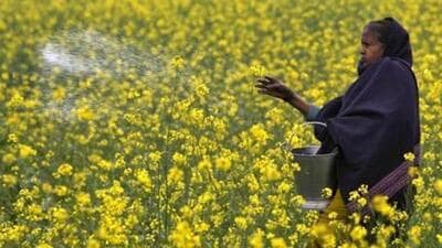 A farmer casts urea on her mustard field in India. (REUTERS File Photo) A farmer casts urea on her mustard field in India. (REUTERS File Photo)