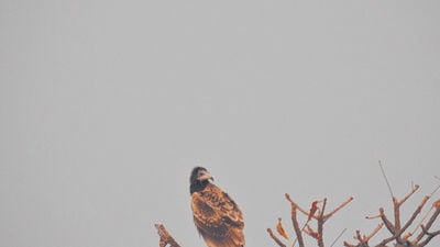 “With the sighting of the Egyptian Vulture on November 5, 2022, GWT’s Project Jataayu is now being seen as a ray of hope. This is an important and a heartening milestone for this project.” (HT Photo) “With the sighting of the Egyptian Vulture on November 5, 2022, GWT’s Project Jataayu is now being seen as a ray of hope. This is an important and a heartening milestone for this project.” (HT Photo)