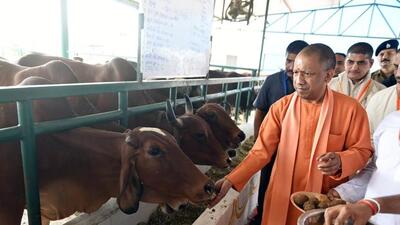 Uttar Pradesh chief minister Yogi Adityanath feeding cows in Mathura on Wednesday. (ANI PHOTO) Uttar Pradesh chief minister Yogi Adityanath feeding cows in Mathura on Wednesday. (ANI PHOTO)