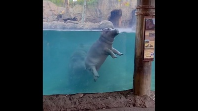 Hippo tries to perform barrel roll. (Twitter/@CincinnatiZoo) Hippo tries to perform barrel roll. (Twitter/@CincinnatiZoo)