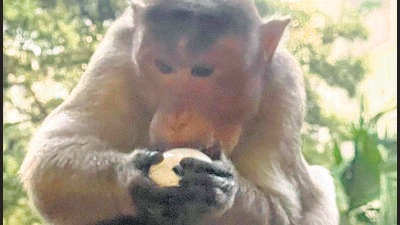 Growing monkey menace irks Thakur village residents Growing monkey menace irks Thakur village residents