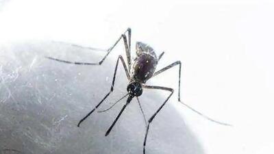 Panchkula has been seeing an unexpected rise in Chikungunya cases with the district adding 100 new infections in just 10 days to its tally, which reached 117 on Tuesday. (Image for representational purpose) Panchkula has been seeing an unexpected rise in Chikungunya cases with the district adding 100 new infections in just 10 days to its tally, which reached 117 on Tuesday. (Image for representational purpose)