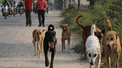 Following incidents of dog bites, residents staged multiple protests and demanded a policy to address the dog menace issue. (HT Archive) Following incidents of dog bites, residents staged multiple protests and demanded a policy to address the dog menace issue. (HT Archive)