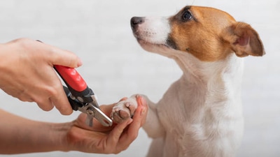 Pet care: Top tips for trimming your dog's nails (istockphoto) Pet care: Top tips for trimming your dog's nails (istockphoto)