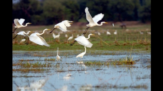 Birding at the Keoladeo National Park in Rajasthan (AFP)