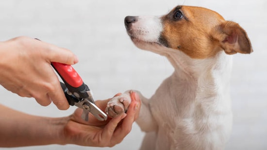 The 411 on Clipping vs. Grinding Dog Nails