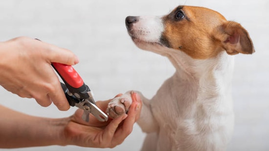 Dog groomer nail deals clipping