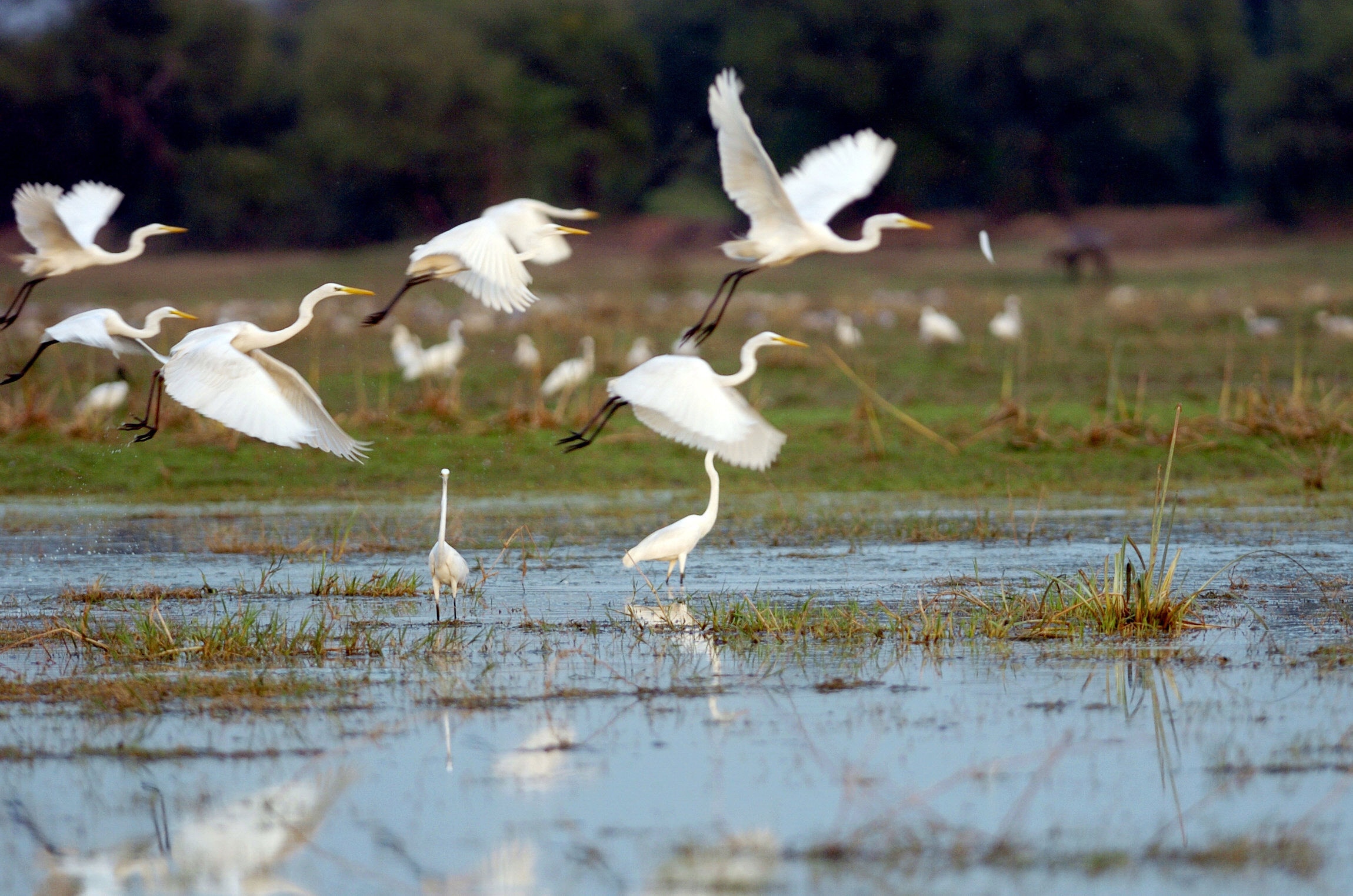 Birding at the Keoladeo National Park in Rajasthan (AFP) Birding at the Keoladeo National Park in Rajasthan (AFP)