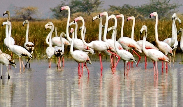 A flock of Flamingos is seen at Nal Sarovar bird sanctuary in India, the largest wetland bird sanctuary in Gujarat. (AP Photo/Ajit Solanki) A flock of Flamingos is seen at Nal Sarovar bird sanctuary in India, the largest wetland bird sanctuary in Gujarat. (AP Photo/Ajit Solanki)