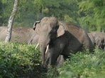 These elephants will provide special help to rescue the tigers who come out of the reserve and make them return inside the forest, according to PTR deputy director Naveen Khandelwal. These elephants will provide special help to rescue the tigers who come out of the reserve and make them return inside the forest, according to PTR deputy director Naveen Khandelwal.