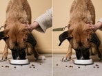 Dry and wet dog food is available online.