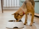 Looking for the best dog treats for your furry friend? Here's a comprehensive guide to finding one!