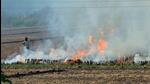 Sanaur (Punjab), Nov 05 (ANI): Stubble being burnt in a paddy field near Sanaur, on Saturday. (ANI Photo) (Rajesh Sachar) Sanaur (Punjab), Nov 05 (ANI): Stubble being burnt in a paddy field near Sanaur, on Saturday. (ANI Photo) (Rajesh Sachar)