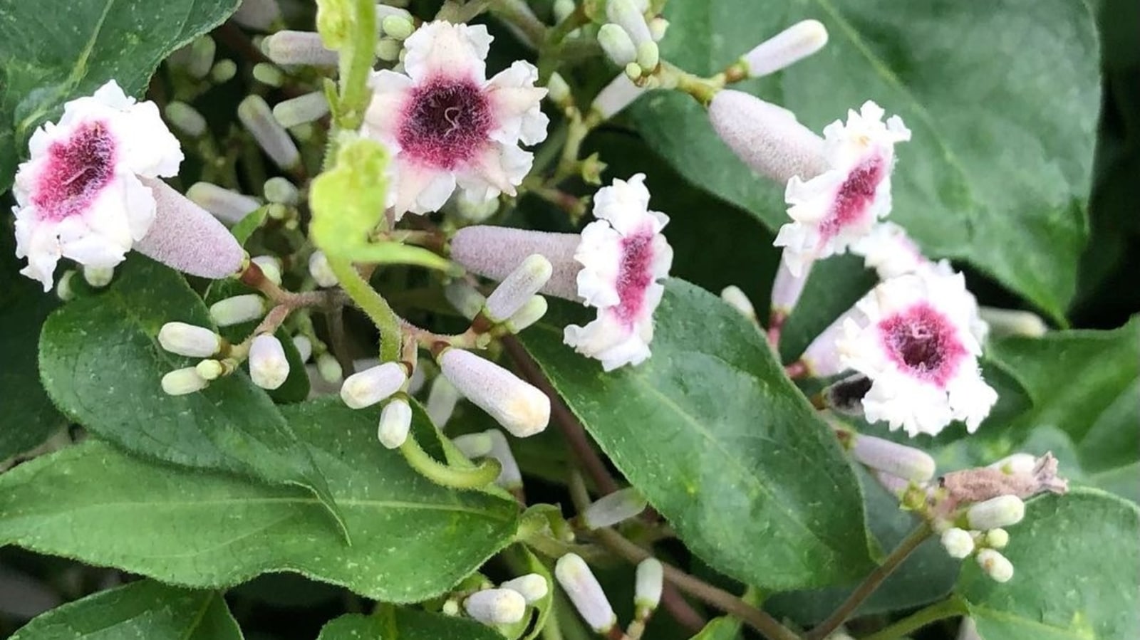 Health benefits of skunk vine or chinese fever vine Hindustan Times