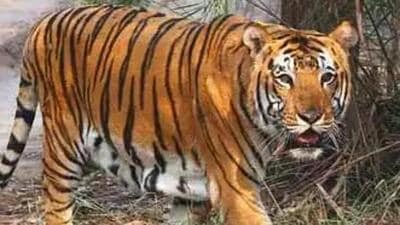 Nine-year-old killed in tiger attack in MP’s Shahdol district