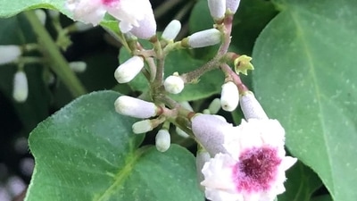 Skunk vine, also known as Chinese fever vine, is an ayurvedic herb that grows in central and eastern Himalayan ranges. The scientific name is Paederia foetida. The leaves give a distinct odour but the plant has several medicinal values. (Instagram/@shodo_yuun) Skunk vine, also known as Chinese fever vine, is an ayurvedic herb that grows in central and eastern Himalayan ranges. The scientific name is Paederia foetida. The leaves give a distinct odour but the plant has several medicinal values. (Instagram/@shodo_yuun)