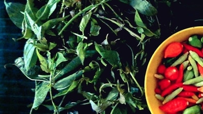 The Chinese fever vine helps treat insomnia by providing a calming effect on the brain. (Instagram/@riksh_nt) The Chinese fever vine helps treat insomnia by providing a calming effect on the brain. (Instagram/@riksh_nt)