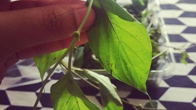Consuming the juice of the plant on an empty stomach may provide relief from flatus, abdominal pain, and recurrent complaints of worm infestation. (Instagram/@plavaneeta_borah) Consuming the juice of the plant on an empty stomach may provide relief from flatus, abdominal pain, and recurrent complaints of worm infestation. (Instagram/@plavaneeta_borah)