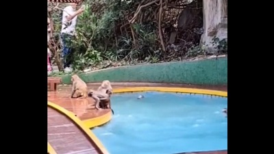 Monkeys jumping in the pool. (Twtter/@buitengebieden) Monkeys jumping in the pool. (Twtter/@buitengebieden)