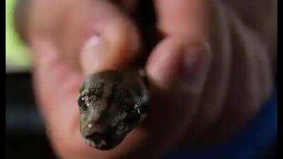 A cop informed that Moti Ram was bitten by a cobra while catching it from a house in Teachers’ Colony in Rajendra Nagar locality. (Pic for representation)