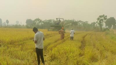 Stating that the new technique has many added benefits over the conventional methods of paddy residue management, the PAU, Ludhiana, V-C said it costs ₹650 per acre only, which is 3–4 times lesser than conventional method of paddy straw management and wheat sowing. (HT PHOTO) Stating that the new technique has many added benefits over the conventional methods of paddy residue management, the PAU, Ludhiana, V-C said it costs ₹650 per acre only, which is 3–4 times lesser than conventional method of paddy straw management and wheat sowing. (HT PHOTO)