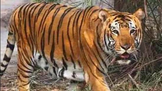 Nine-year-old killed in tiger attack in MP’s Shahdol district