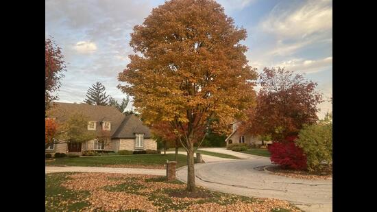 Making the most of the fall season in a Chicago suburb. (Photo by the writer)