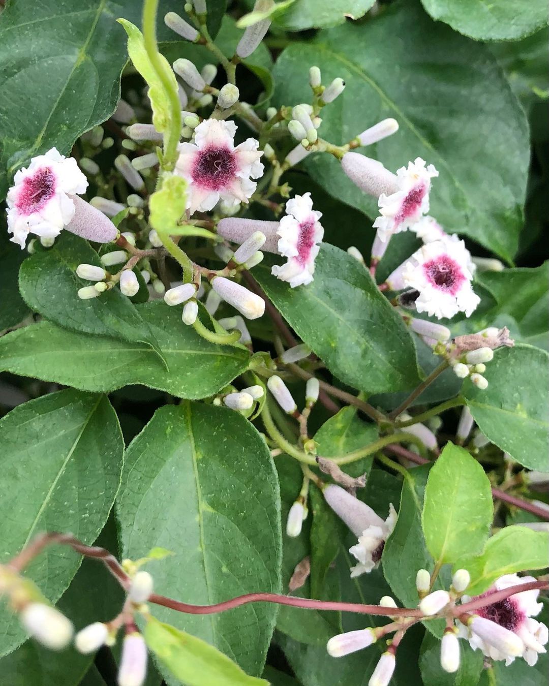 Skunk Vine । ఈ తీగ రసాన్ని ఆహారంగా తీసుకుంటే స్పెర్మ్ కౌంట్ పెరుగుతుంది