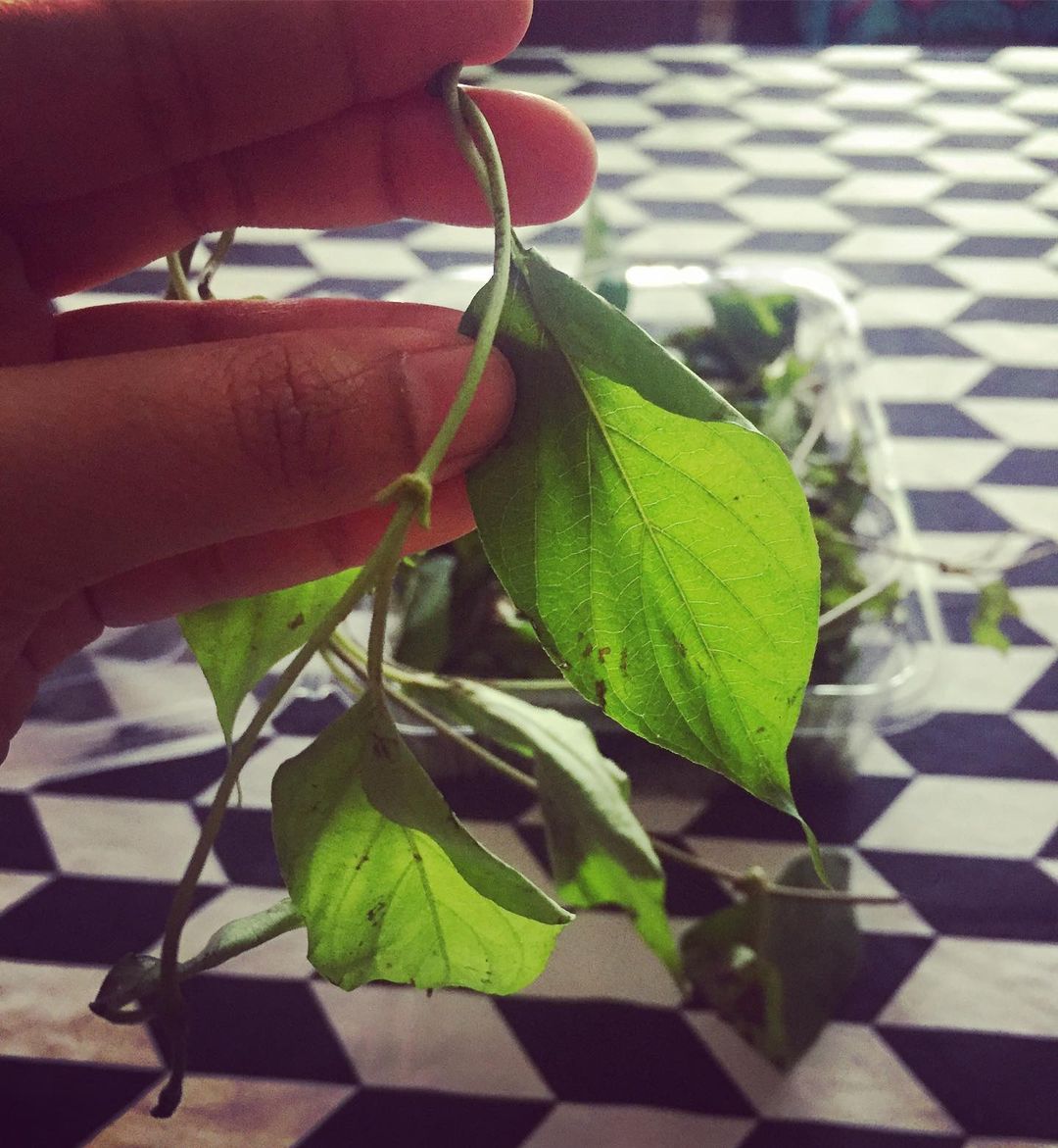 Skunk Vine । ఈ తీగ రసాన్ని ఆహారంగా తీసుకుంటే స్పెర్మ్ కౌంట్ పెరుగుతుంది