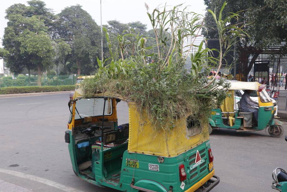 He grows not just flowering plants but also veggies in his mobile garden. (Photo: Dhruv Sethi/HT) He grows not just flowering plants but also veggies in his mobile garden. (Photo: Dhruv Sethi/HT)