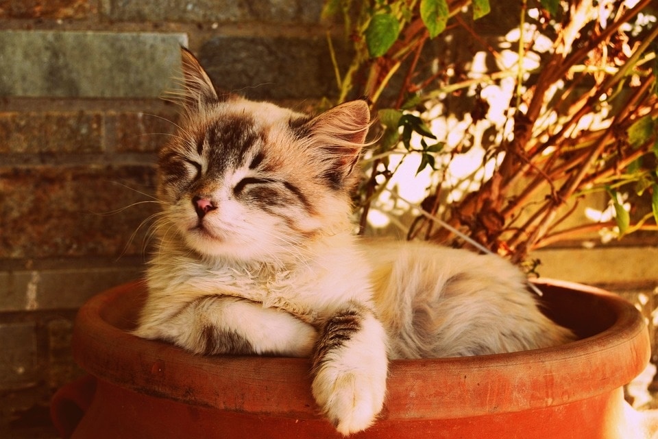 While adopting a kitten, you should be aware of the preferred food and the amount that needs to be given (Pixabay) While adopting a kitten, you should be aware of the preferred food and the amount that needs to be given (Pixabay)