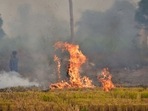 To date in Punjab, Bathinda and its adjoining eight districts, including Sangrur and Barnala, have reported 15,558 cases which was 53% of total stubble burning cases of 29,400. (HT File) To date in Punjab, Bathinda and its adjoining eight districts, including Sangrur and Barnala, have reported 15,558 cases which was 53% of total stubble burning cases of 29,400. (HT File)