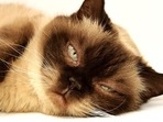 It's extremely devastating for any pet parent to know about their cat suffering from a disease, especially cancer. (Pixabay) It's extremely devastating for any pet parent to know about their cat suffering from a disease, especially cancer. (Pixabay)